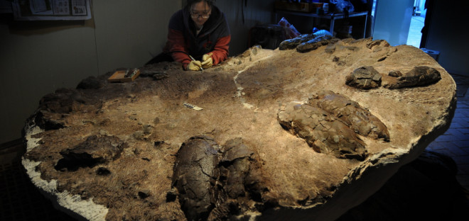 육식공룡 둥지 화석 발굴조사 특별전