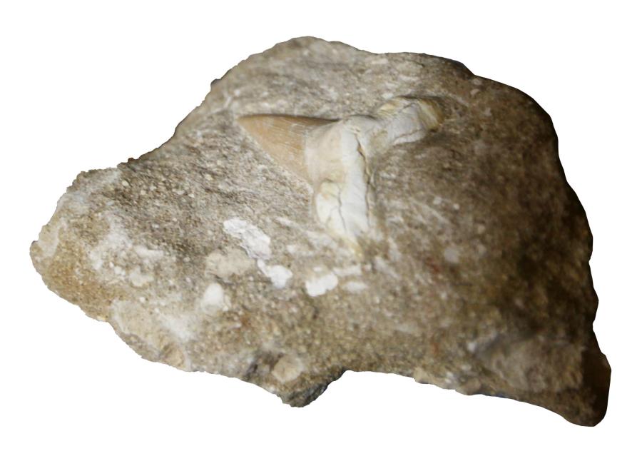 상어이빨화석