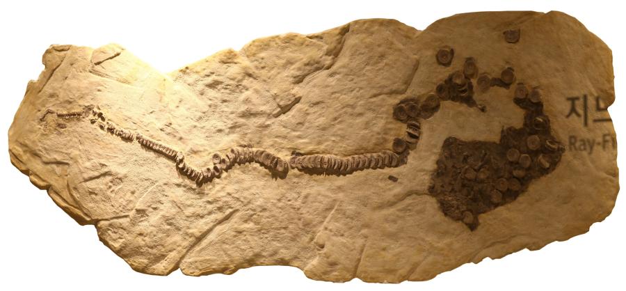 상어 척추 화석