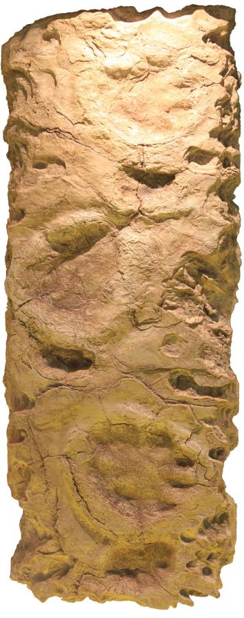 용각류 보행렬 화석