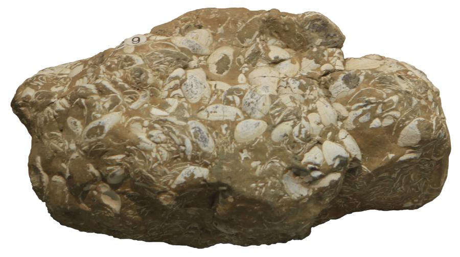 폐류화석(Shellfish Fossil)
