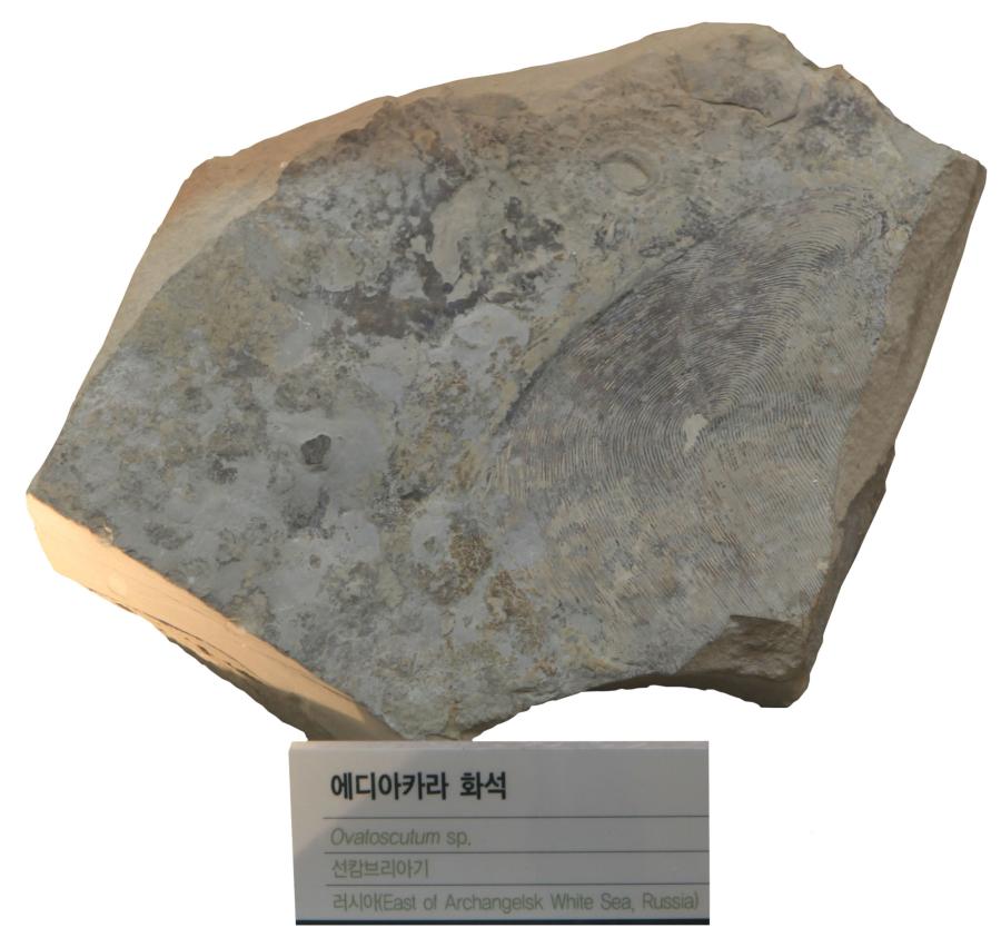 에디아카라 화석