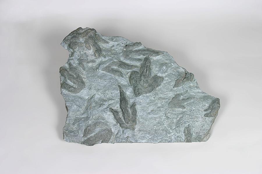 공룡 발자국 화석